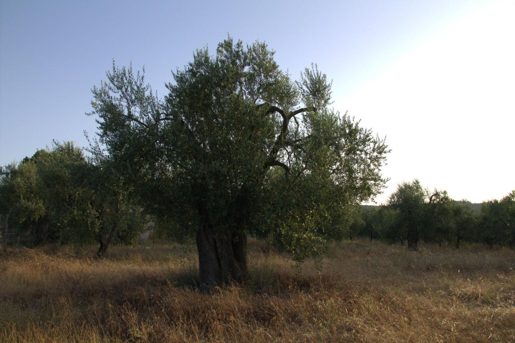 Borgo Rosoli Весте Екстериор снимка